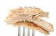 Vegans Can Now Eat Chicken